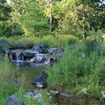 Naturalized-pond.jpg